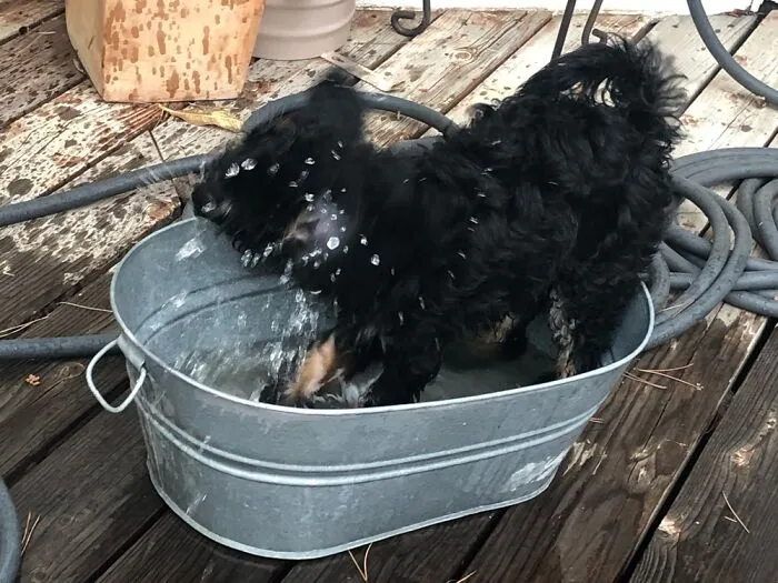 Swimming