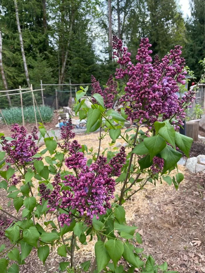 I Wish You All Could Smell This Lilac!  Heavenly …