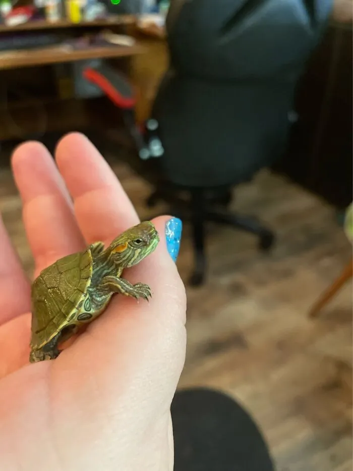 Turtle We Found