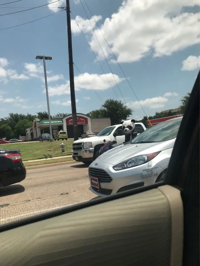 Panda In The Wild