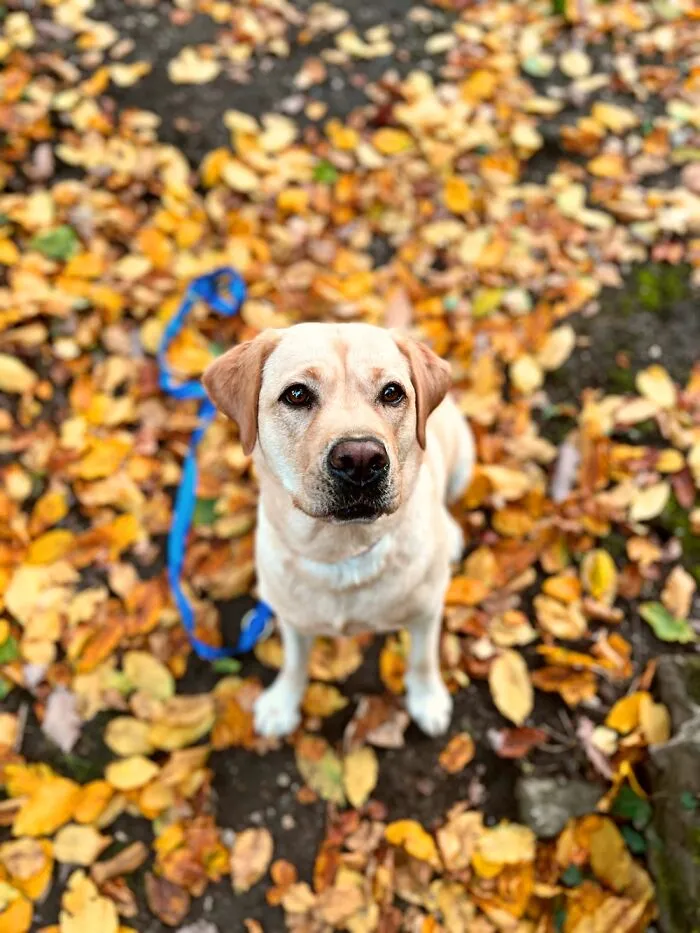 My Service Dog Lotta