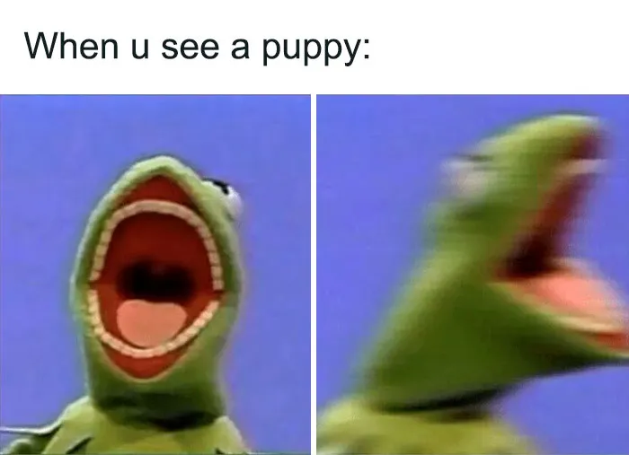 55 Kermit The Frog Memes That Might Make Your Day