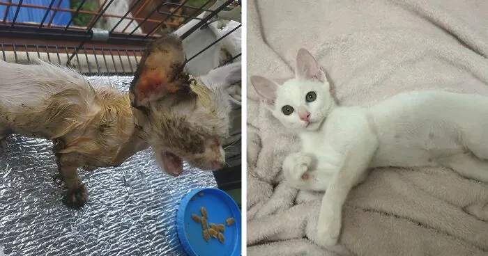Guy Finds An Abandoned Kitten Glued To An Object, Asks Help From Reddit Users, And Provides The Kitten A Forever Home Following The Journey To Recovery