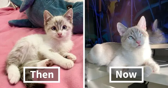 45 Wholesome Pics Of Kittens Growing Into Cats, As Shared On This “Cat Grows” Group (New Pics)