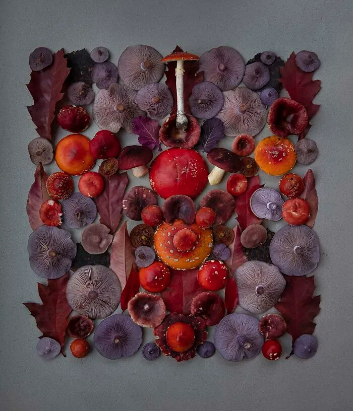 I Create Mushroom Flatlays, And Here Are My 40 Best Photographs Of Them