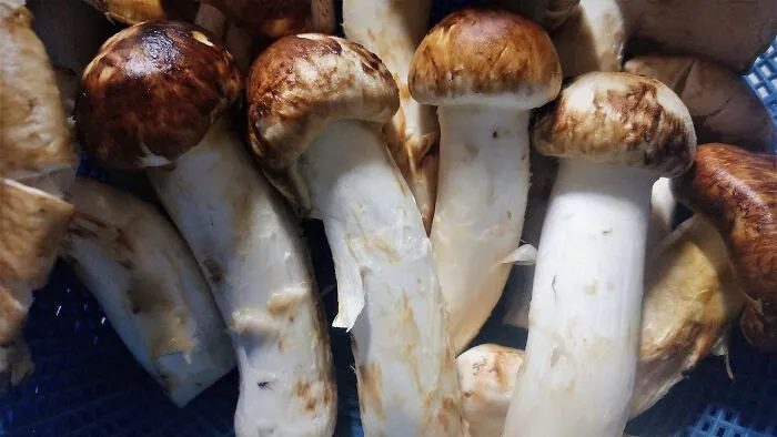 Matsutake Mushrooms ($600 Per Kilogram)
