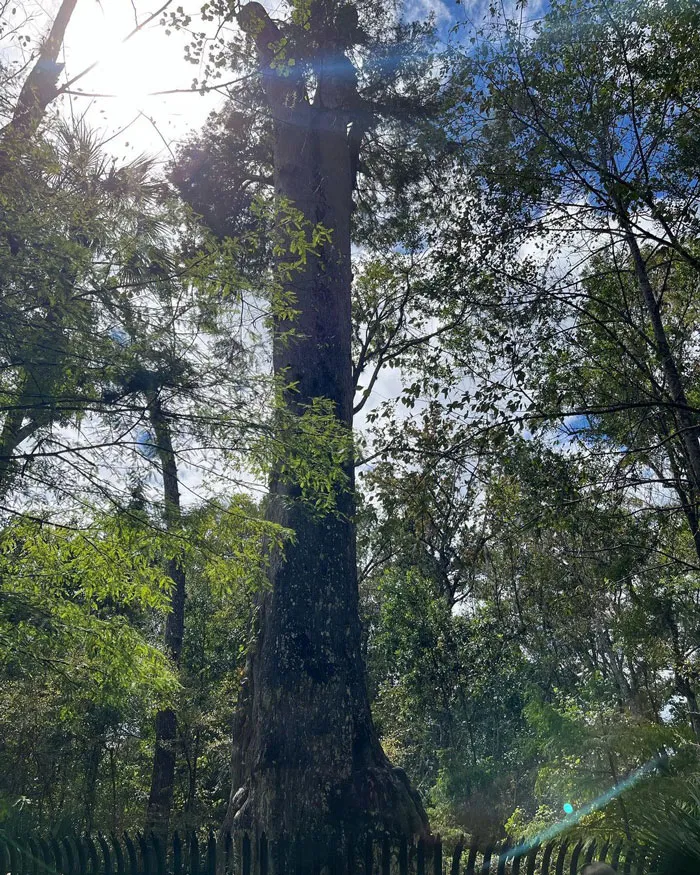 Lady Liberty (Bald Cypress) - 2000 Years Old