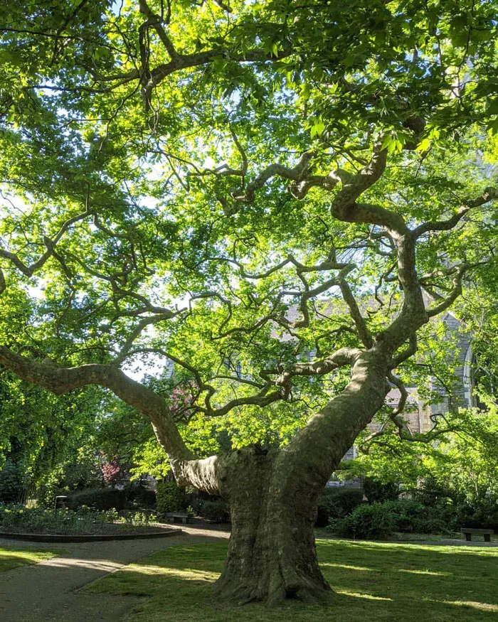 Tnjri (Oriental Plane) - 2000 Years Old
