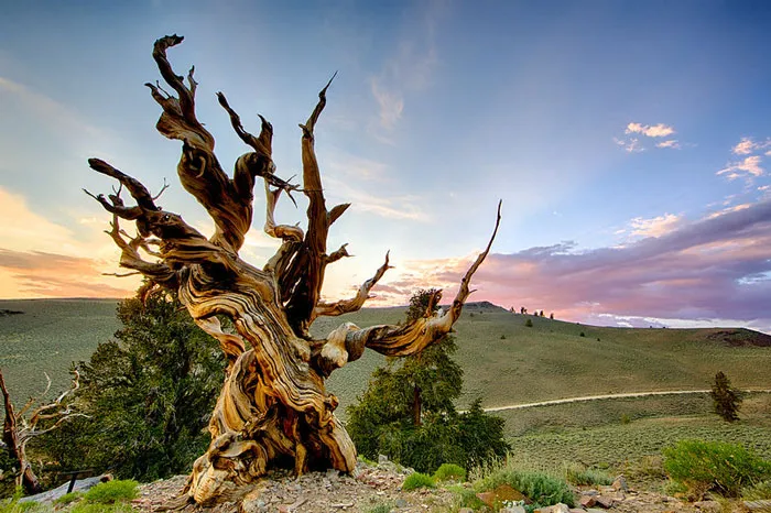 Methuselah - 4854 Years Old