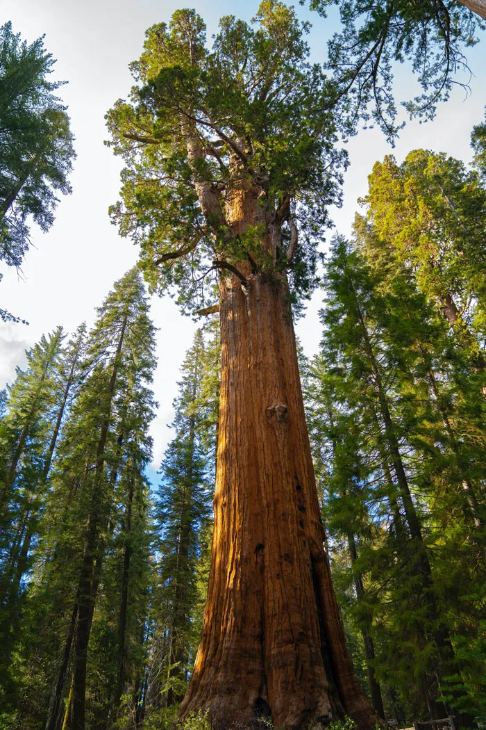 General Sherman - Over 2000 Years Old
