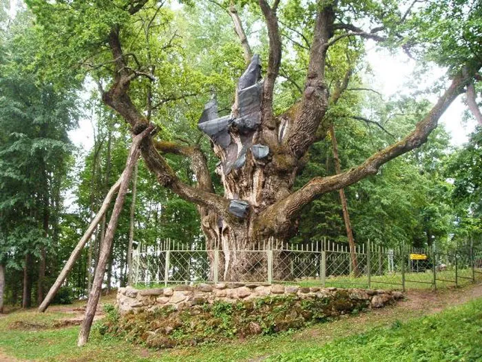 Stelmužė Oak - Around 1500 To 2000 Years Old