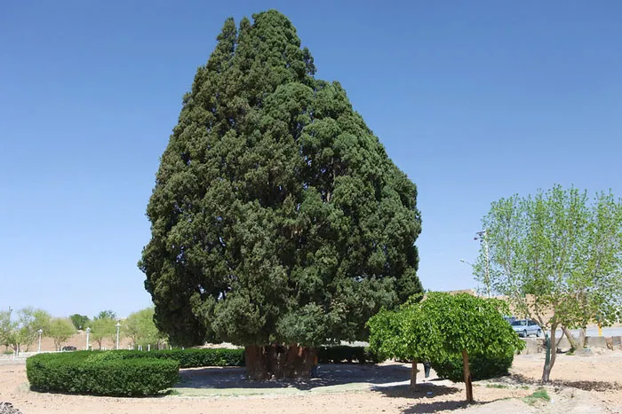 Sarv-E Abarqu - Between 4000 And 5000 Years Old