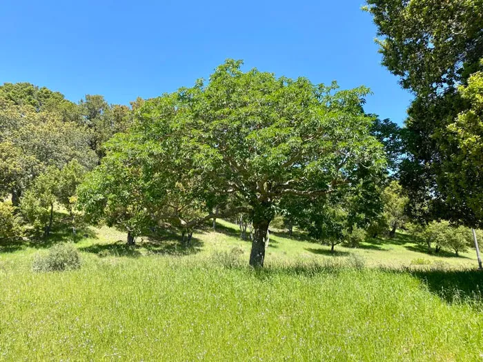The Pechanga Great Oak Tree (Coast Live Oak) - 2000 Years Old