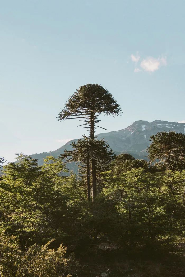 Araucaria Madre - 1800 Years Old