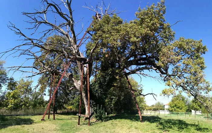 Granit Oak - 1700 Years Old