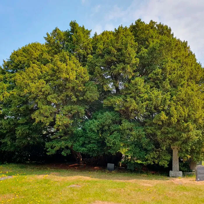 Llangernyw Yew - 4000–5000 Years Old