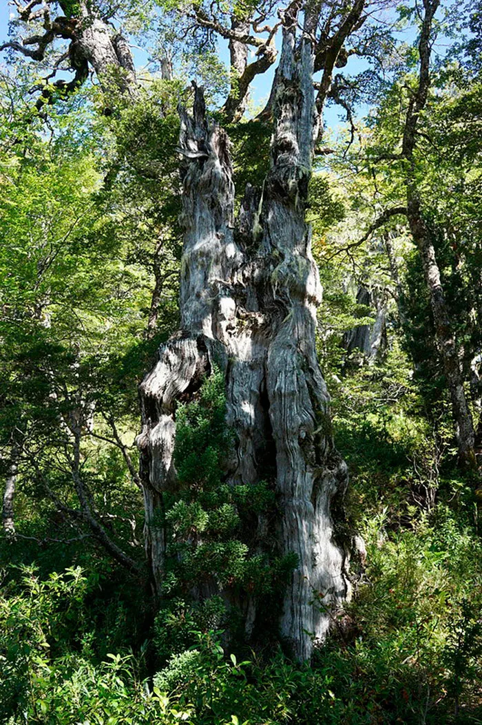 Alerce - 5000 Years Old