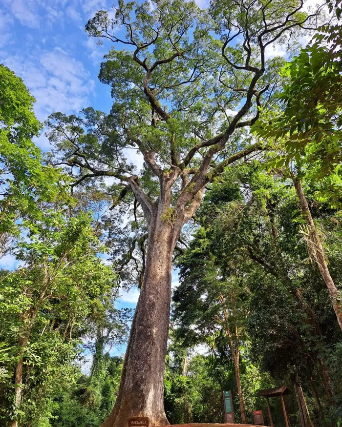 Patriarca Da Floresta - 3020 Years Old