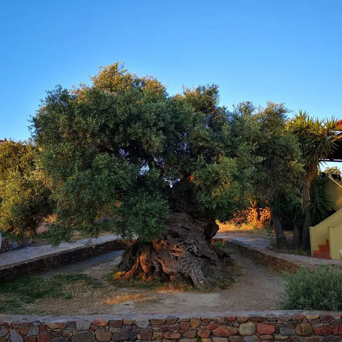 Olive Tree Of Vouves - 4000 Years Old