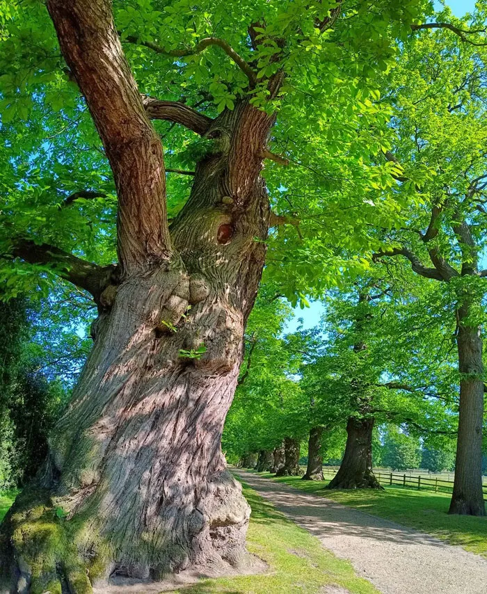 Chestnut Tree Of One Hundred Horses - Between 2000 And 4000 Years Old