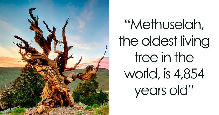27 Oldest Trees In The World No Lumberjack Should Touch