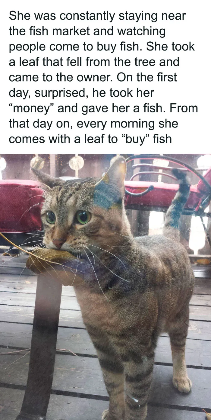 ‘Wait… This Is Wholesome’: 50 Memes To Brighten Your Mood And Restore Your Faith In Humanity
