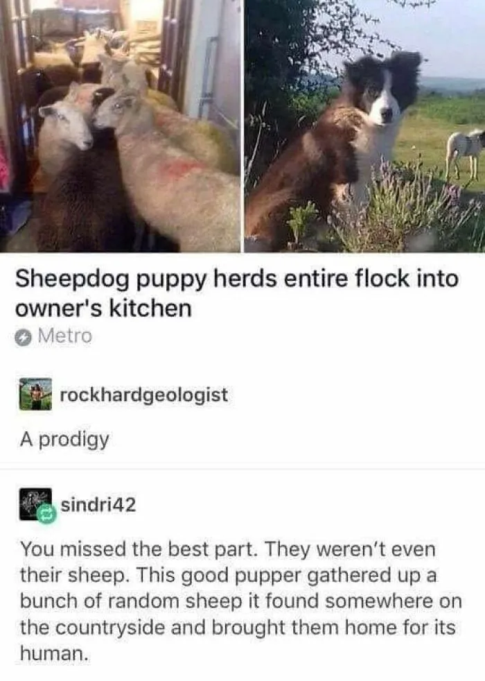 ‘Wait… This Is Wholesome’: 50 Memes To Brighten Your Mood And Restore Your Faith In Humanity