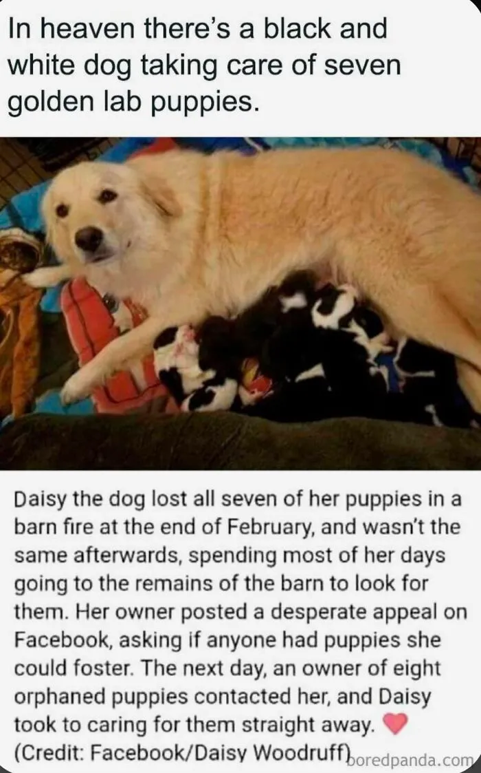 ‘Wait… This Is Wholesome’: 50 Memes To Brighten Your Mood And Restore Your Faith In Humanity