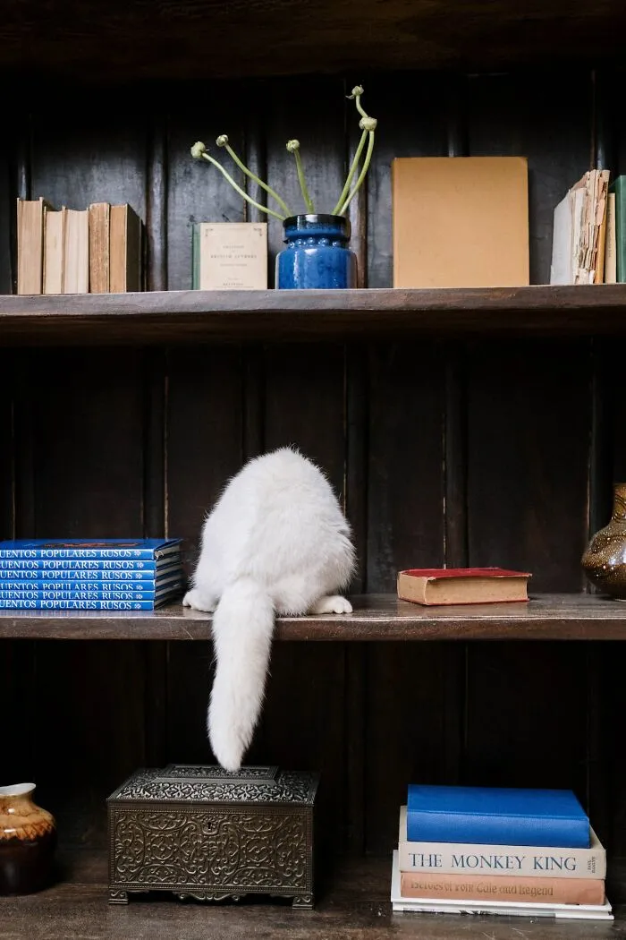 20 Divertidas historias de veterinarios sobre mascotas y sus dueños