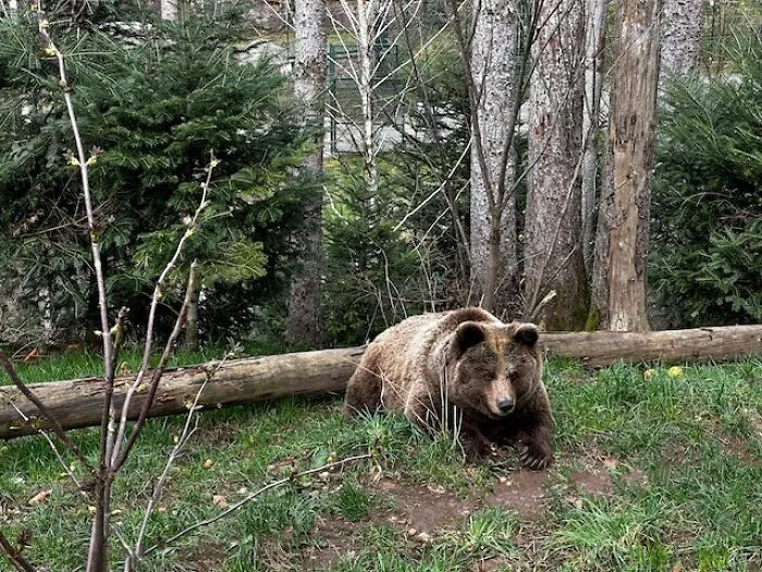 "Me encontré una oreja cortada": 20 historias aterradoras vividas por la gente en los bosques