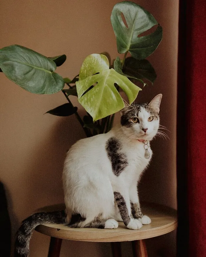 20 Divertidas historias de veterinarios sobre mascotas y sus dueños