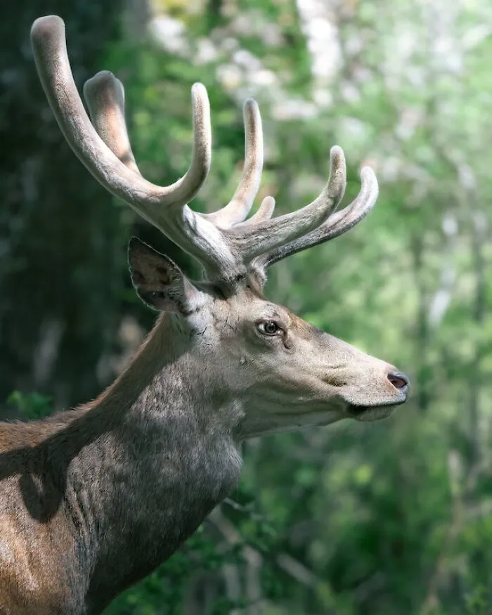 "Me encontré una oreja cortada": 20 historias aterradoras vividas por la gente en los bosques