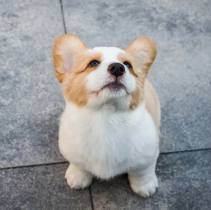 20 Divertidas historias de veterinarios sobre mascotas y sus dueños
