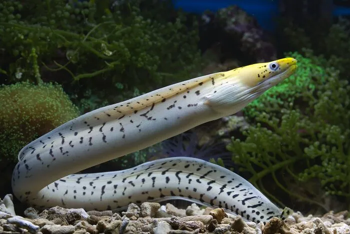 Glass Eel ($1581 Per Kilogram)