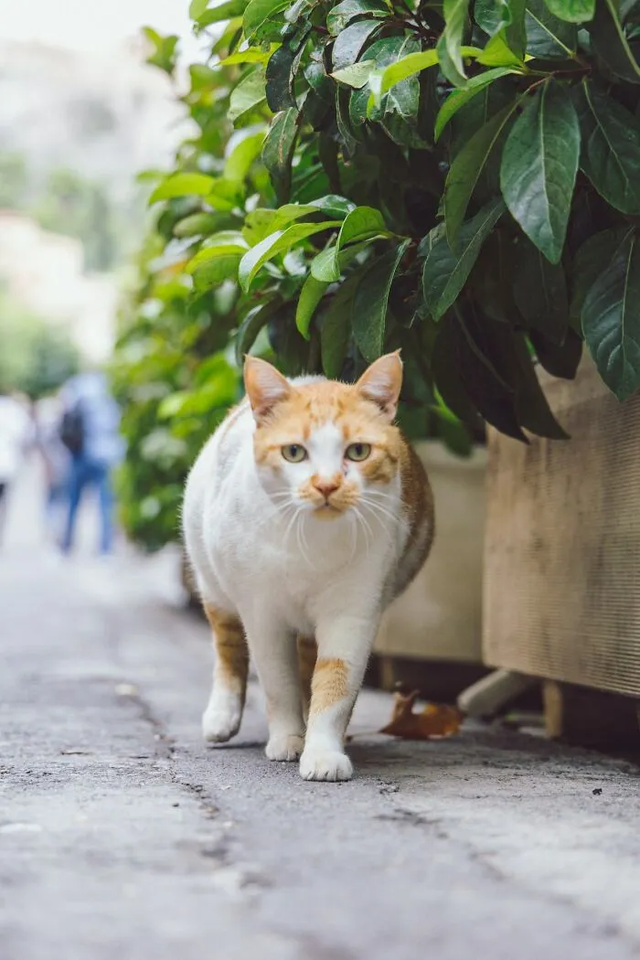 20 Divertidas historias de veterinarios sobre mascotas y sus dueños