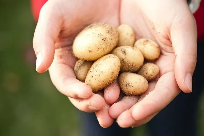 La Bonnotte Potatoes ($500 Per Kilogram)