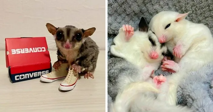 96 Pictures Of Sugar Gliders That Got Us Feeling Love