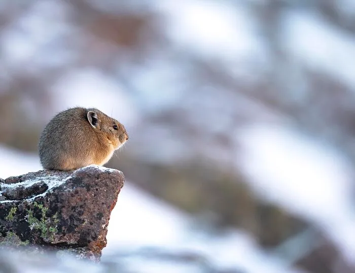 Enjoying The First Light Of Morning