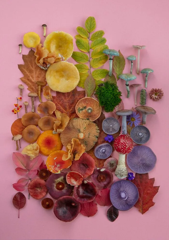 I Create Mushroom Flatlays, And Here Are My 40 Best Photographs Of Them