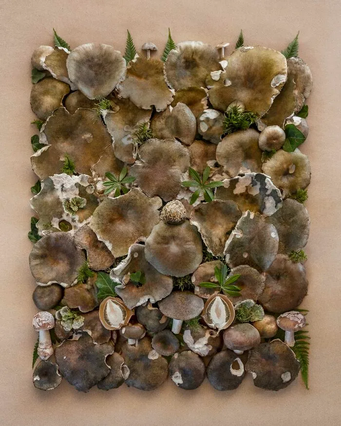 I Create Mushroom Flatlays, And Here Are My 40 Best Photographs Of Them
