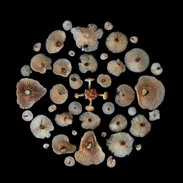 I Create Mushroom Flatlays, And Here Are My 40 Best Photographs Of Them
