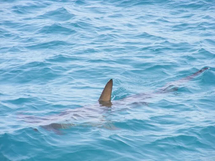 Shark's Fin Out The Blue Water 