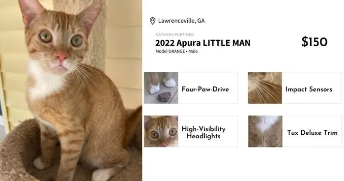 These 12 Shelter Cats Are Advertised As Cars For Sale, And The Result Is Hilarious