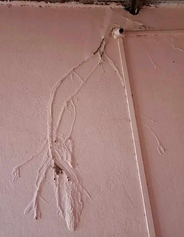 Raíces de una planta creciendo en el tejado y a través de las paredes