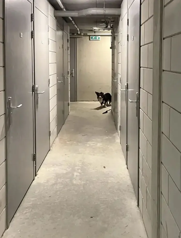 There Is This Line In Our Basement Our Dog Doesn’t Want To Cross And Will Anxiously Wait At The Entrance