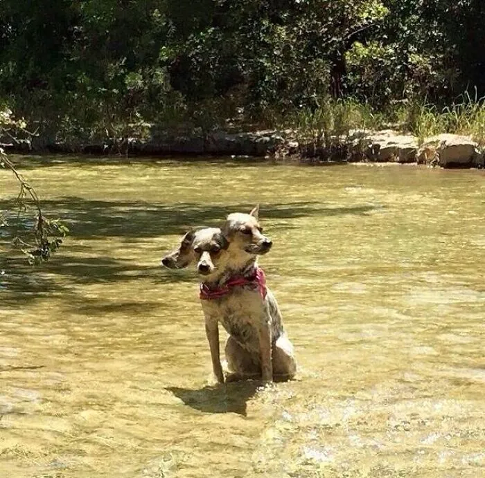 Mi perro se movió mientras hacía una foto panorámica y ahora es Cerbero