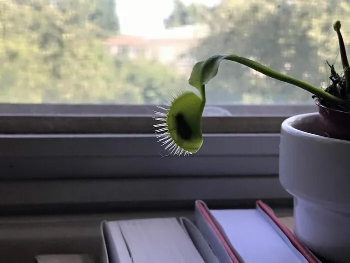 Mi planta carnivora ha pillado una mosca