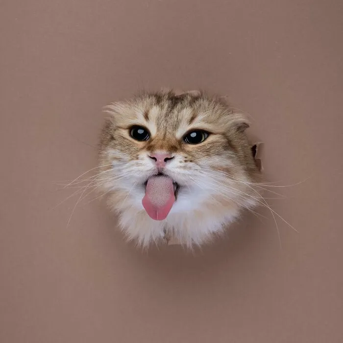 23 Photographs Of Cats Crossing A Paper Wall By Nils Jacobi