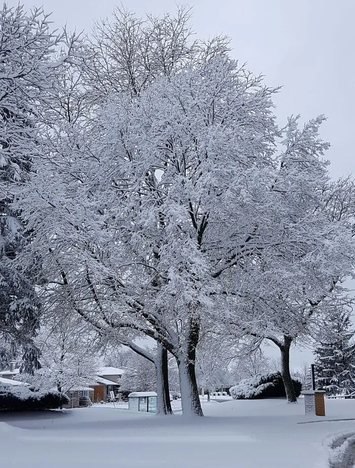 More Beautiful Trees