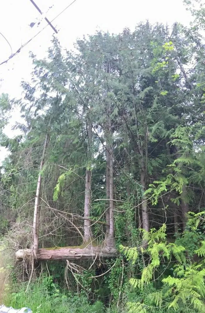 Este árbol que cayó pero no se rindió y siguió creciendo